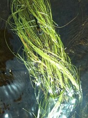 Juncus bulbosus