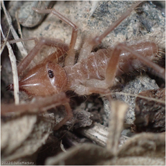 Eremobatidae