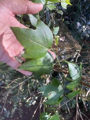 Passiflora herbertiana