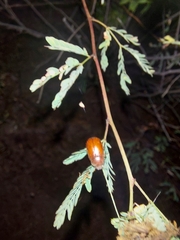 Scarabaeidae