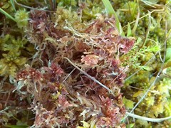 Sphagnum rubellum