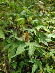 Argynnis laodice