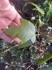 Passiflora herbertiana