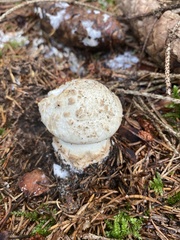 Amanita strobiliformis