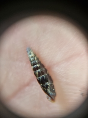 Clausilia