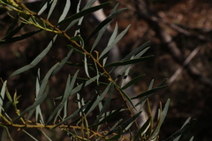 Acacia decora