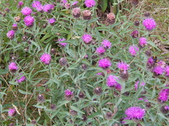 Centaurea