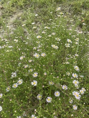Symphyotrichum pilosum