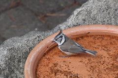 Lophophanes cristatus