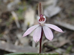 Caladenia fuscata