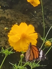 Danaus