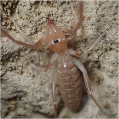 Eremobatidae