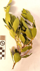 Pterocelastrus tricuspidatus