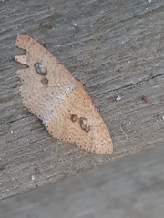 Epicyme rubropunctaria