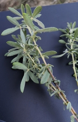 Chamaecytisus austriacus