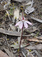 Caladenia fuscata