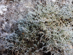 Sphaerophorus fragilis