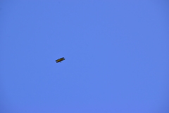 Rhyothemis variegata