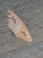 Epicyme rubropunctaria