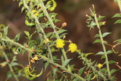 Acacia amblygona