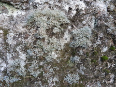 Sphaerophorus fragilis