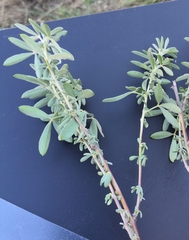 Chamaecytisus austriacus