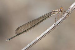 Pseudagrion ignifer