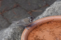 Lophophanes cristatus