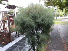 Casuarina equisetifolia
