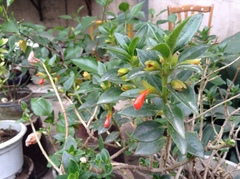 Nematanthus
