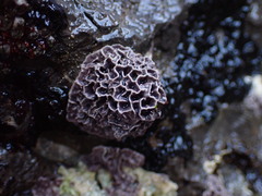 Lithophyllum