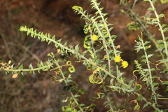 Acacia amblygona