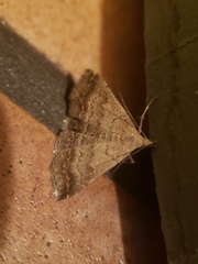 Tetanolita palligera