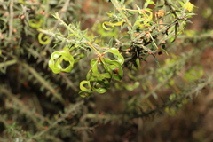 Acacia amblygona