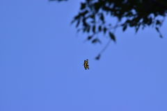 Rhyothemis variegata