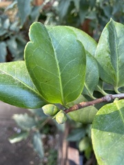 Ficus microcarpa