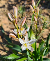 Chlorophytum graminifolium