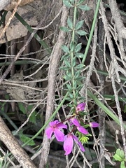 Tetratheca bauerifolia