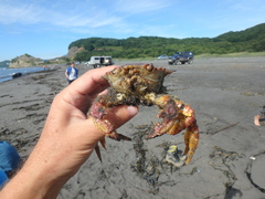 Telmessus cheiragonus