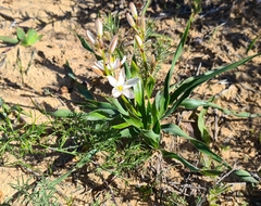 Chlorophytum graminifolium