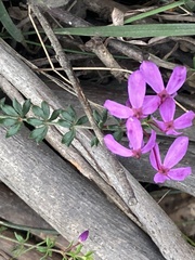 Tetratheca bauerifolia