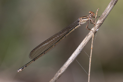 Pseudagrion ignifer