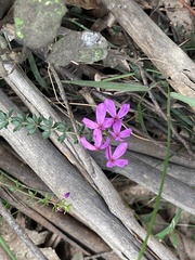 Tetratheca bauerifolia