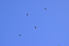 Rhyothemis variegata