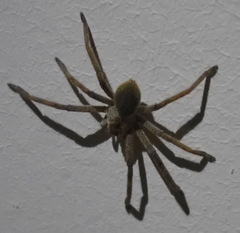 Palystes superciliosus