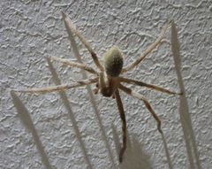 Palystes superciliosus