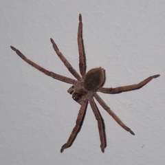 Palystes superciliosus