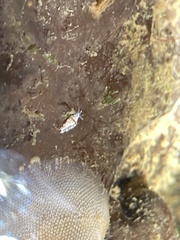 Trinchesia albocrusta