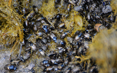Melinopterus