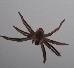 Palystes superciliosus